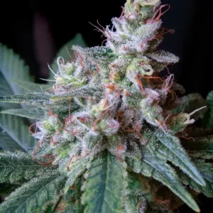 Cream Caramel F1 Fast Version – Sweet Seeds