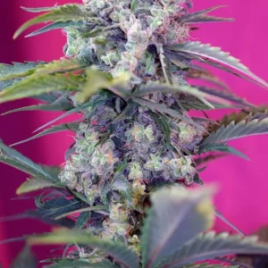 Cream Mandarine Auto – Sweet Seeds