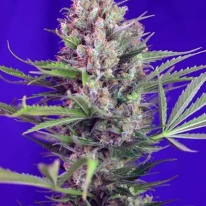 Cream Mandarine F1 Fast Version – Sweet Seeds
