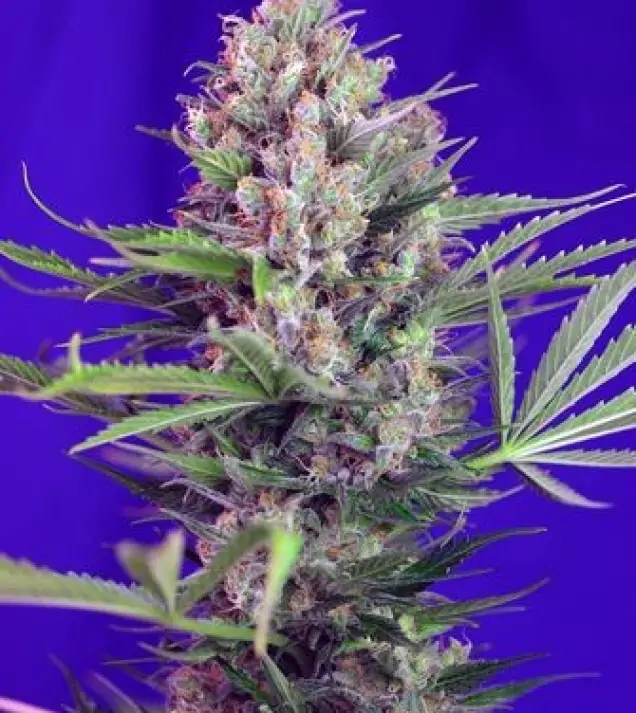 Cream Mandarine F1 Fast Version – Sweet Seeds Cream Mandarine F1 Fast Version – Sweet Seeds