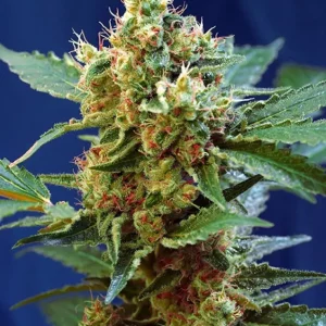 Cream Mandarine XL Auto – Sweet Seeds