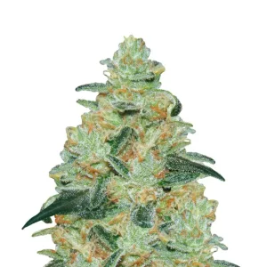 Creamy Mandarins Auto – Dutch Genetics