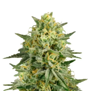 Critical 2.0 – Dutch Genetics