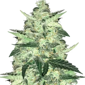 Critical Auto – Dutch Genetics