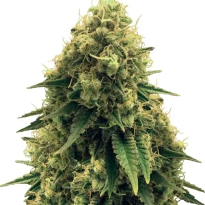 Critical Fast – Dutch Genetics