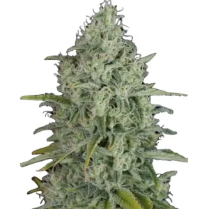Critical Jack – Dutch Genetics