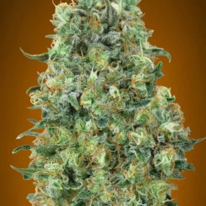 Critical Mass – Advanced Seeds