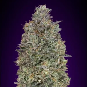 Critical Purple Kush – Advanced Seeds