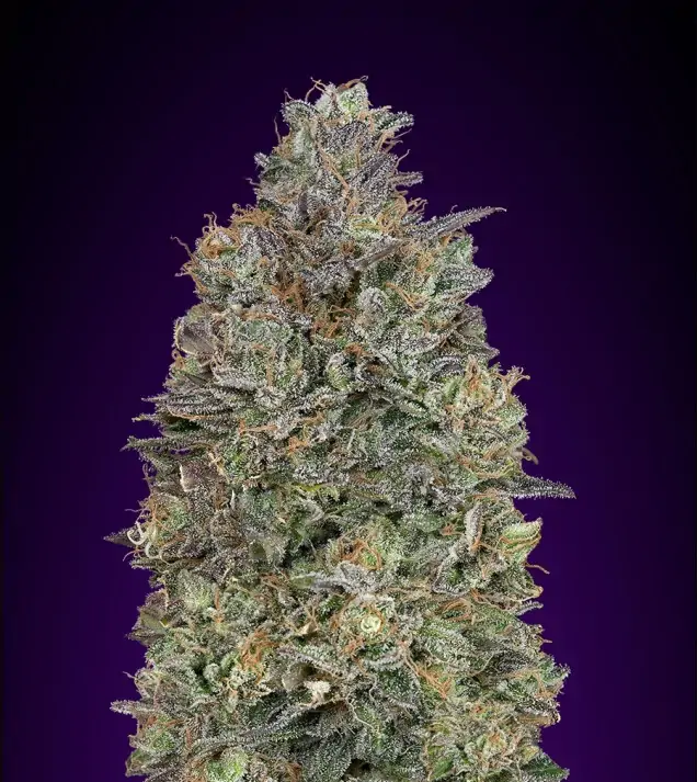 Critical Purple Kush – Advanced Seeds Critical Purple Kush – Advanced Seeds