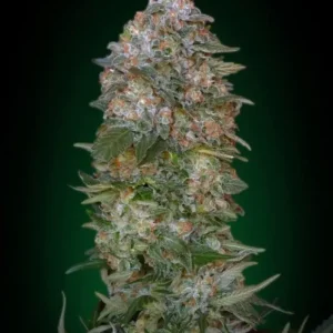 Critical Soma – Advanced Seeds