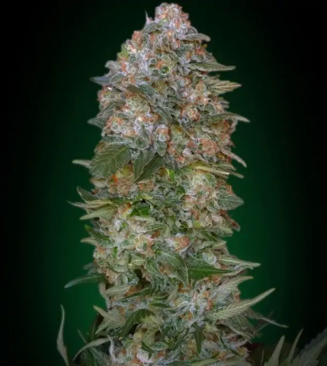 Critical Soma – Advanced Seeds Critical Soma – Advanced Seeds