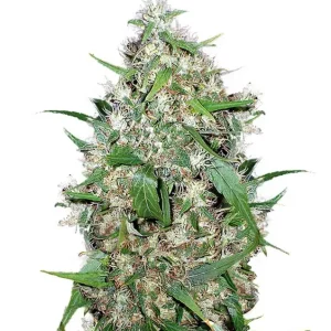 Critical XXL – Dutch Genetics