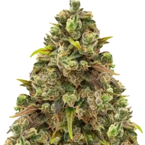 Critical XXL Auto – Dutch Genetics