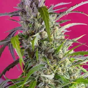 Crystal Candy Auto – Sweet Seeds