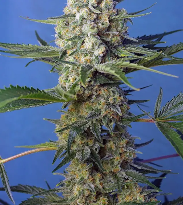 Crystal Candy F1 Fast Version – Sweet Seeds Crystal Candy F1 Fast Version – Sweet Seeds