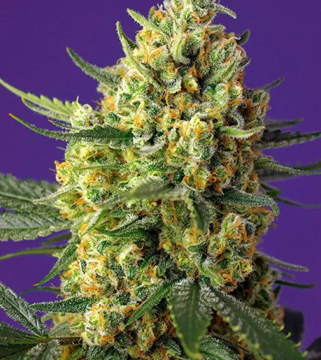 Crystal Candy XL Auto – Sweet Seeds Crystal Candy XL Auto – Sweet Seeds