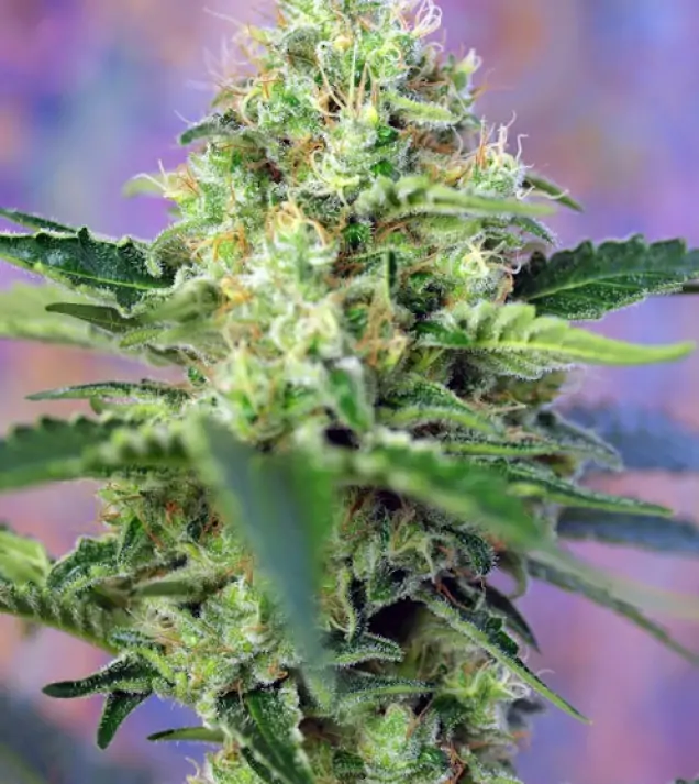 Crystal Candy – Sweet Seeds Crystal Candy – Sweet Seeds