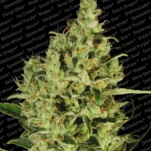 Delahaze – Paradise Seeds