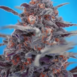 Devil Cream Auto – Sweet Seeds