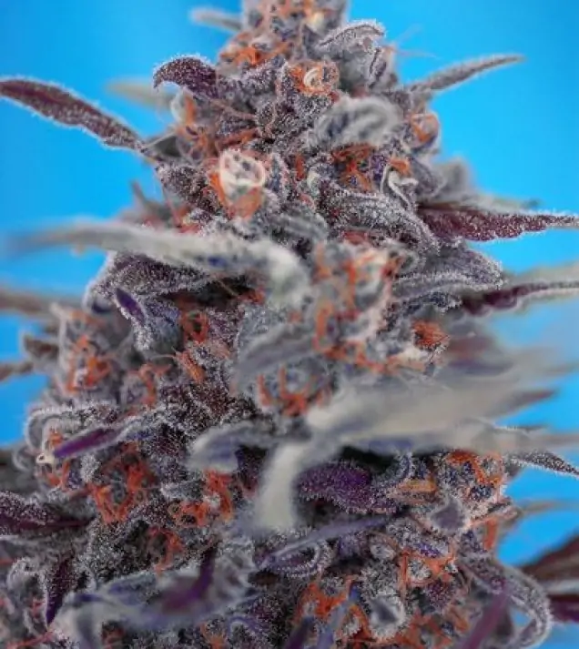 Devil Cream Auto – Sweet Seeds Devil Cream Auto – Sweet Seeds