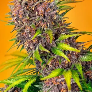 Diablo Rojo XL Auto – Sweet Seeds