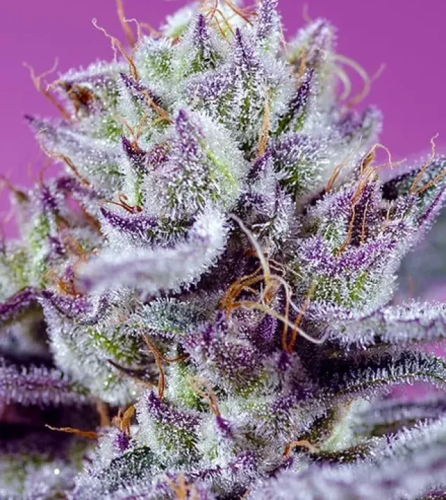 Diablo’s Delight XL Auto – Sweet Seeds Diablo’s Delight XL Auto – Sweet Seeds