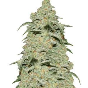 Diesel Auto – Dutch Genetics