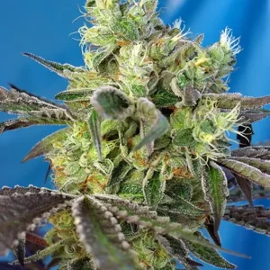 Do-Sweet-Dos – Sweet Seeds