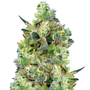 Dos-Si-Dos – Dutch Genetics