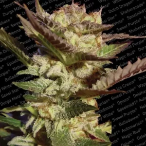 Durga Mata – Paradise Seeds