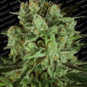 Durga Mata II CBD – Paradise Seeds