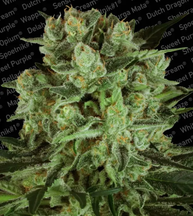Durga Mata II CBD – Paradise Seeds Durga Mata II CBD – Paradise Seeds