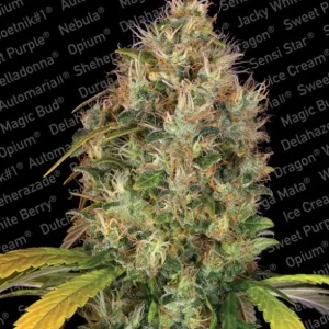 Dutch Kush – Paradise Seeds