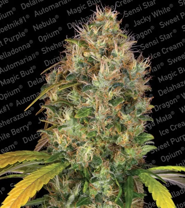 Dutch Kush – Paradise Seeds Dutch Kush – Paradise Seeds