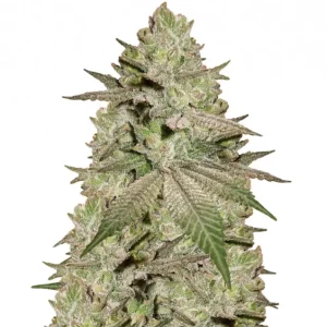Early Skunk – Dutch Genetics