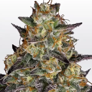 El Dorado OG – Paradise Seeds