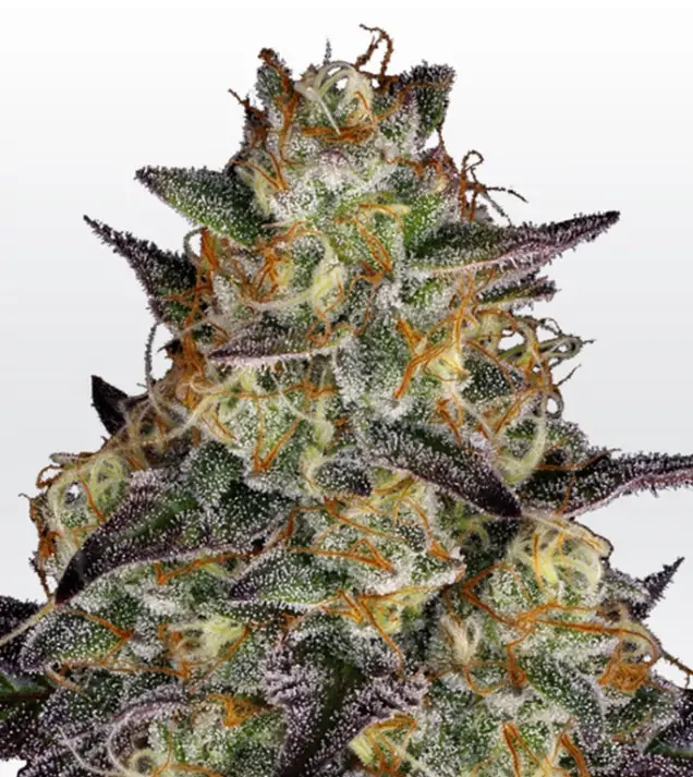 El Dorado OG – Paradise Seeds El Dorado OG – Paradise Seeds