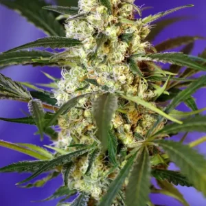 Fast Bud 2 Auto – Sweet Seeds