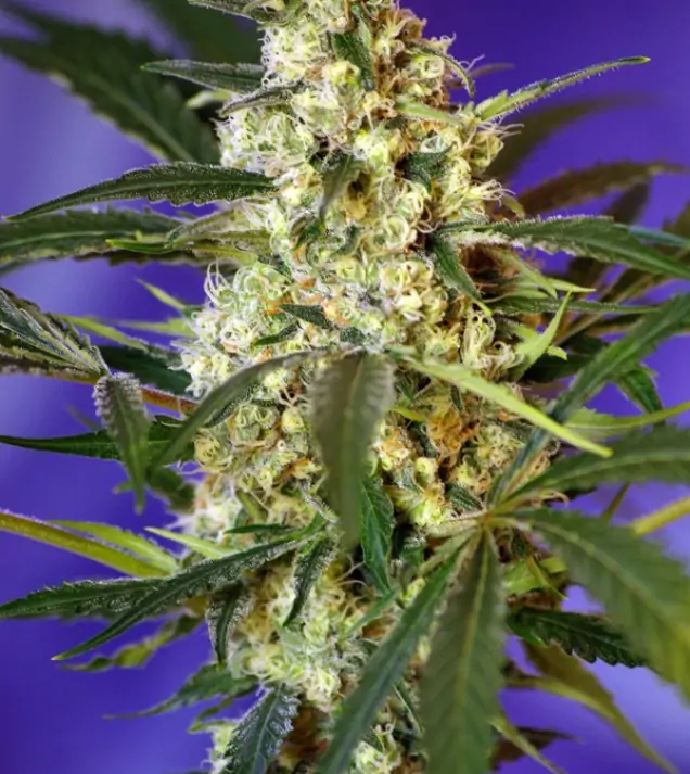 Fast Bud 2 Auto – Sweet Seeds Fast Bud 2 Auto – Sweet Seeds