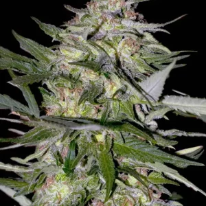 Feminized Collection #4