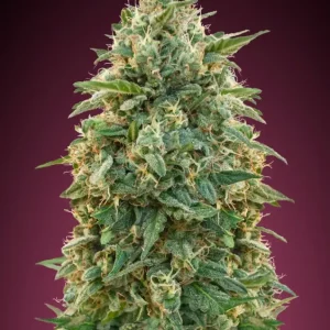Feminized Collection #5