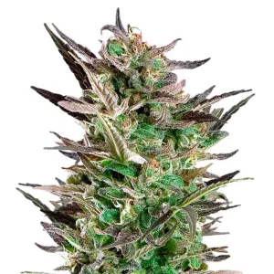Fruit Auto – Dutch Genetics