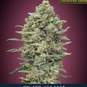 Gelato #33 Fast – Advanced Seeds