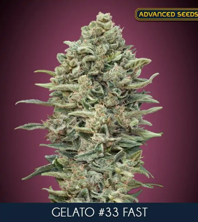 Gelato #33 Fast – Advanced Seeds Gelato #33 Fast – Advanced Seeds