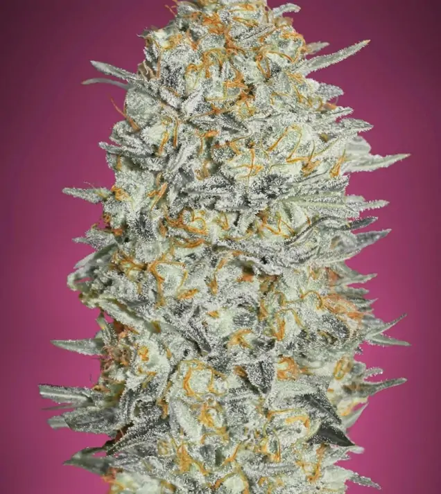 Gelato #33 – Advanced Seeds Gelato #33 – Advanced Seeds