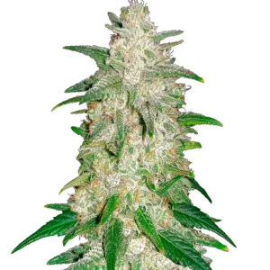 Gelato Auto – Dutch Genetics
