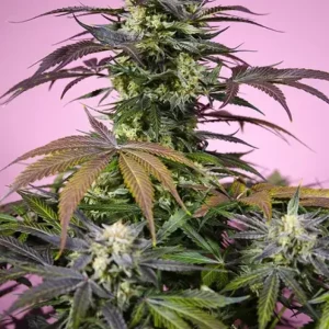 Gelonade – Sweet Seeds