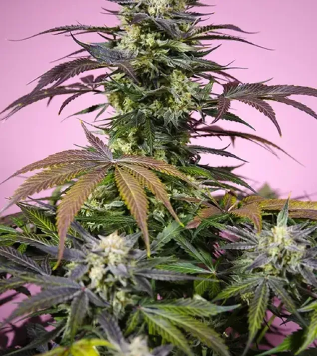 Gelonade – Sweet Seeds Gelonade – Sweet Seeds