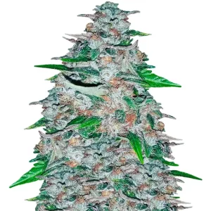 Girl Scout Cookies – Dutch Genetics