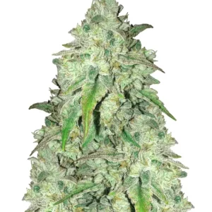 Girl Scout Cookies Fast – Dutch Genetics